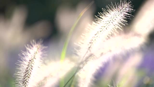 草地上的花朵随风摇曳视频素材