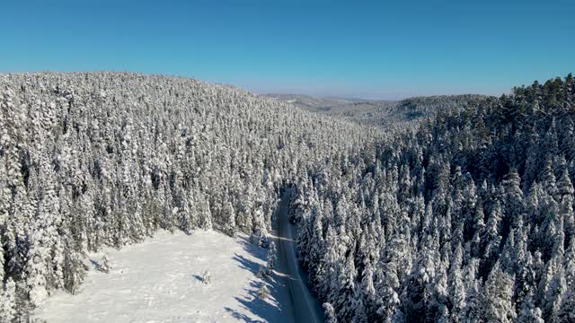 白雪覆盖的道路穿过树林和森林视频素材