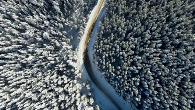 白雪覆盖的道路穿过树林和森林视频素材