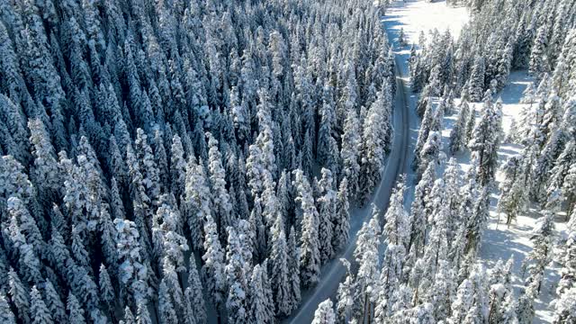 白雪覆盖的道路穿过树林和森林视频素材