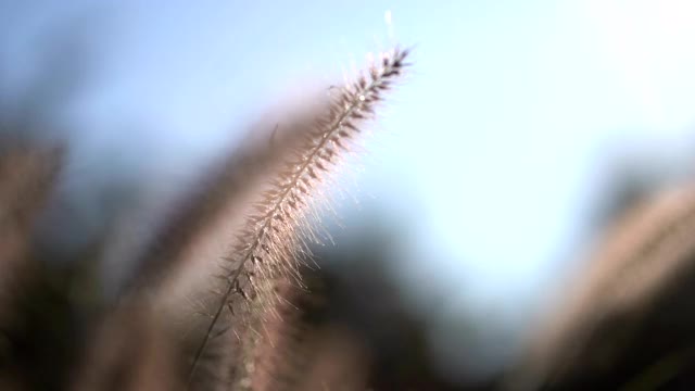 草地上的花朵随风摇曳视频素材