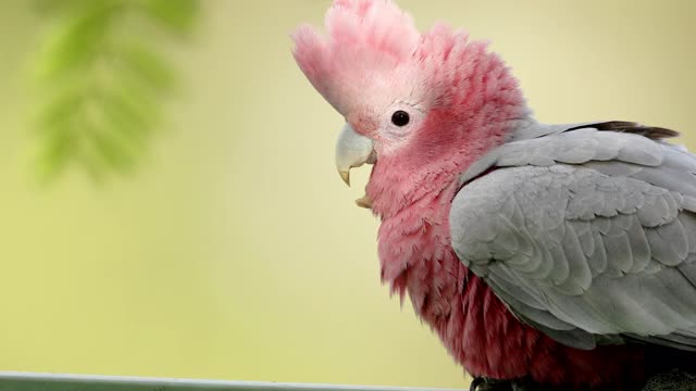 宝贝杆子视频素材