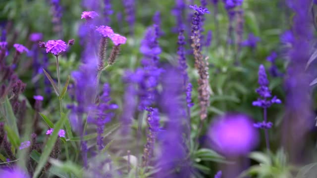 夏天花园里的花视频素材