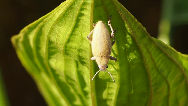 叶子上的绿色象鼻虫视频素材