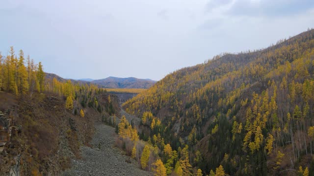 穿越高山峡谷，山坡上有一片秋日针叶林，阴云密布视频素材