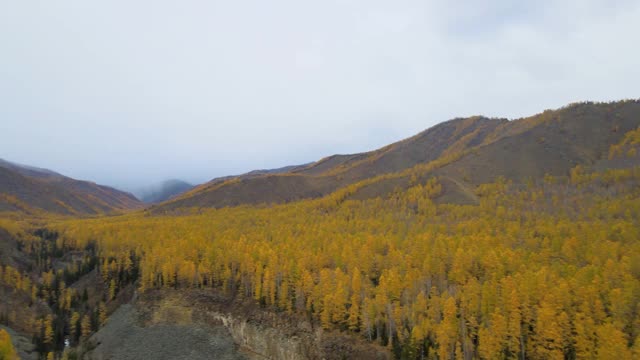 山谷全景，秋色，针叶林视频下载