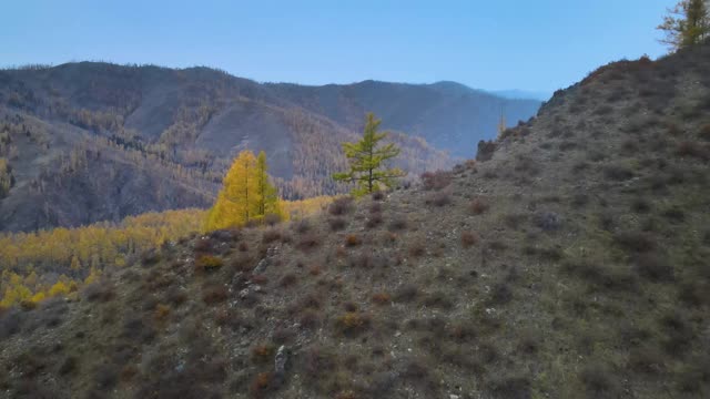 飞越高山和美丽的秋林视频下载