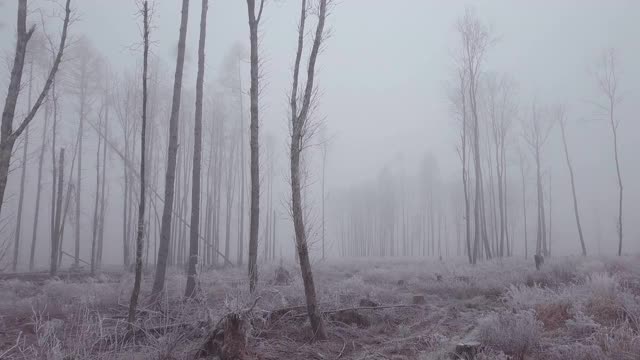 树木在被砍伐的景观，神秘的冬天视频素材