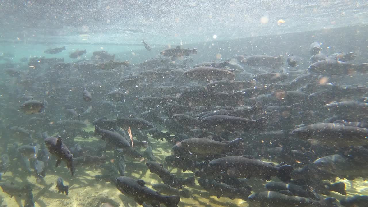 一群鳟鱼紧紧地游在一起，池塘里一片树叶视频素材