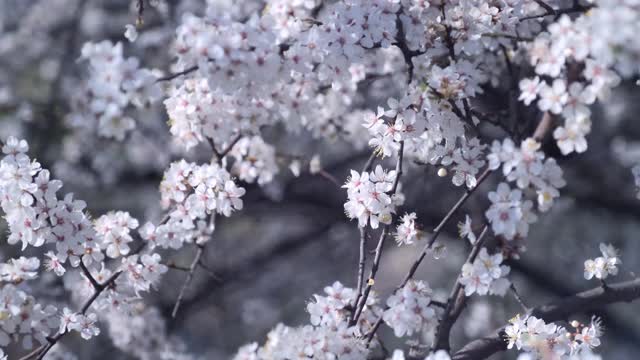 芬芳的樱桃花枝。春天樱花盛开。视频下载