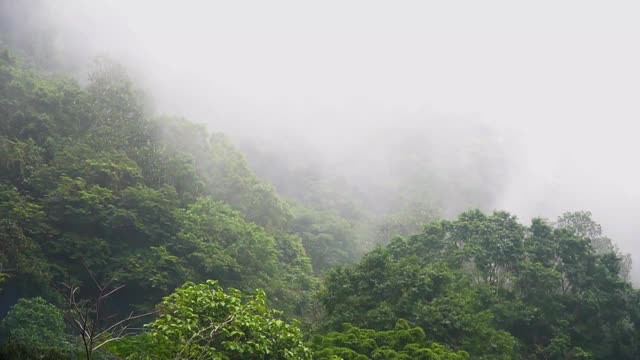 间隔拍摄自然森林视频素材