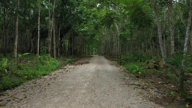 多莉在肮脏的道路进入橡胶种植园农场视频素材