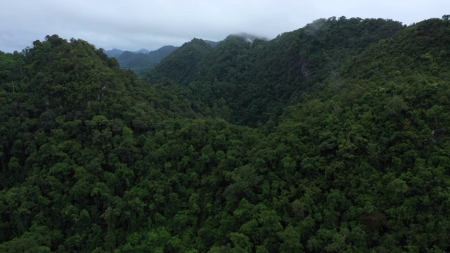 鸟瞰图云雾雨林向后飞行视频素材