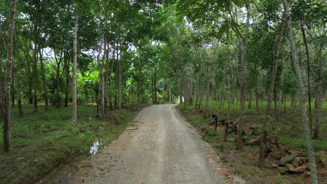 多莉走出肮脏的道路，进入橡胶种植园视频素材