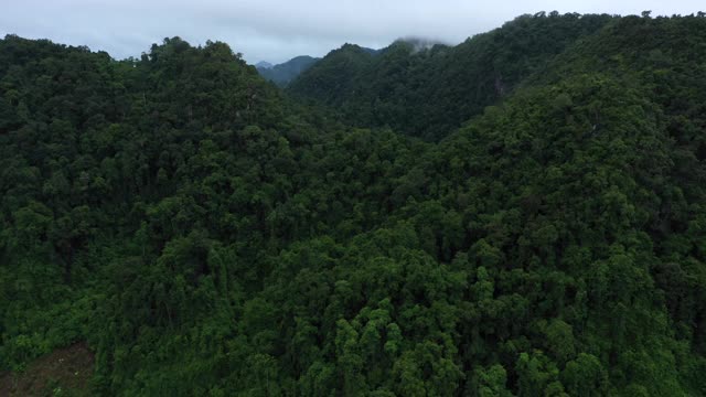 鸟瞰图云雾雨林飞行向前视频素材