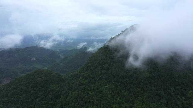 云雾雨林鸟瞰图视频素材