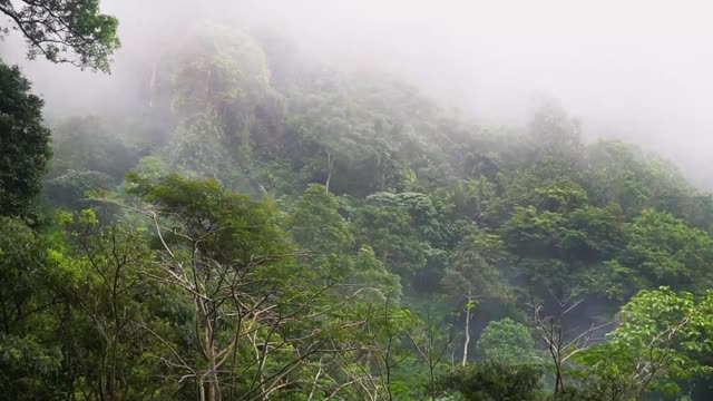 印尼热带雨林视频素材