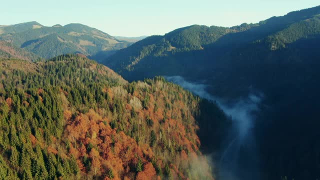 飞跃陡峭的森林山峰和山谷与低云或晨雾和色彩斑斓的秋叶在树上视频素材