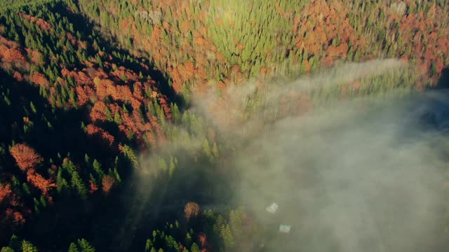 从上面无人机的视角，灰色的烟雾漂浮在森林与绿色和黄色的树木在秋天的一天在农村视频素材