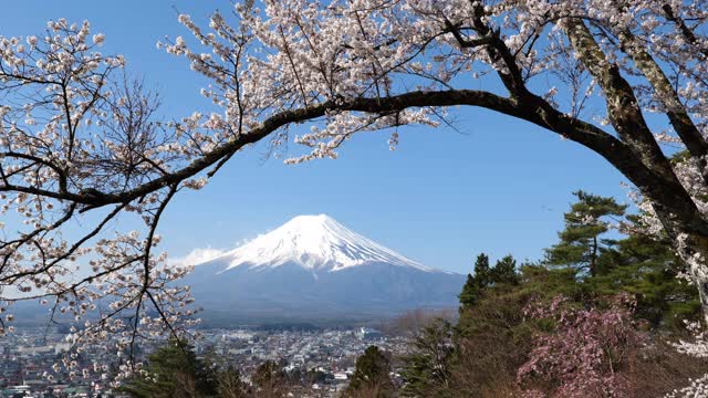 富士山上的樱花和一个小镇视频素材