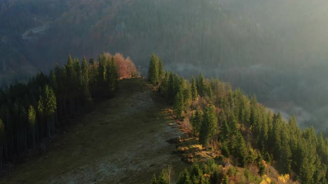 在阳光明媚的秋天的早晨，在山上，绿色和黄色的森林树木生长在悬崖边缘的鸟瞰图视频素材