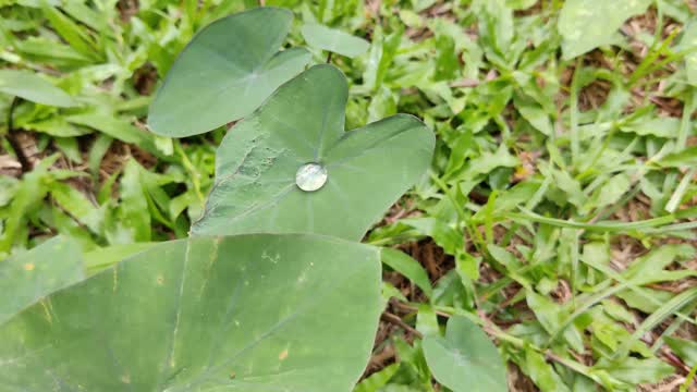 水滴在芋头植物叶近景视频素材