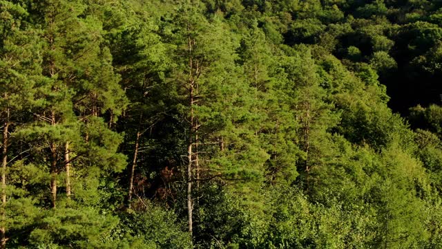 生长在山上的针叶树视频素材