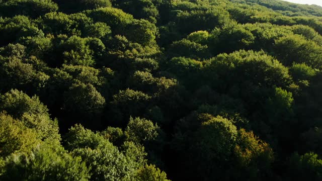 飞过山坡上绿树成荫的树梢，爬上山脊的顶端，来到一片高原上，那里有大片的农田，种着谷物视频素材