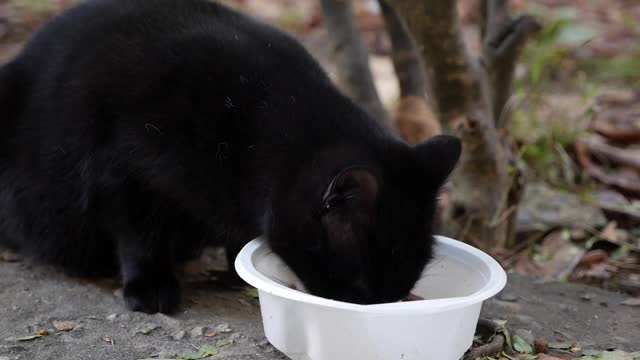 饥饿无家可归的黑猫从外面的塑料碗里吃东西。流浪动物概念视频素材