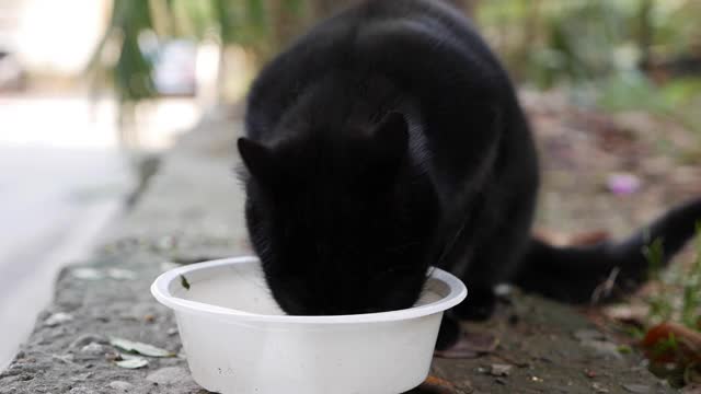 饥饿无家可归的黑猫从外面的塑料碗里吃东西。流浪动物概念视频素材