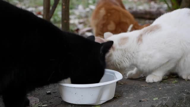 饥饿的流浪猫从外面的塑料碗里吃东西。流浪动物概念视频素材