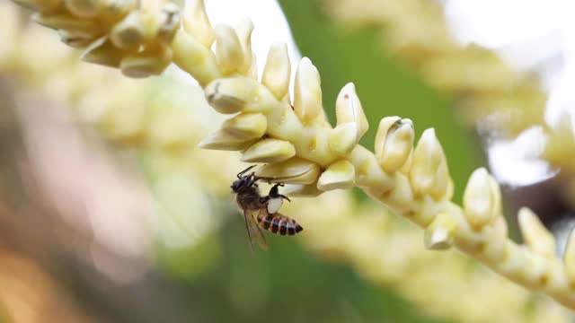 阳光明媚的夏日里，勤劳的小蜜蜂在采集花粉视频素材