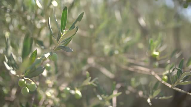 无花果树的树枝上长着宽大的叶子和绿色的果实，阳光穿过树叶视频素材