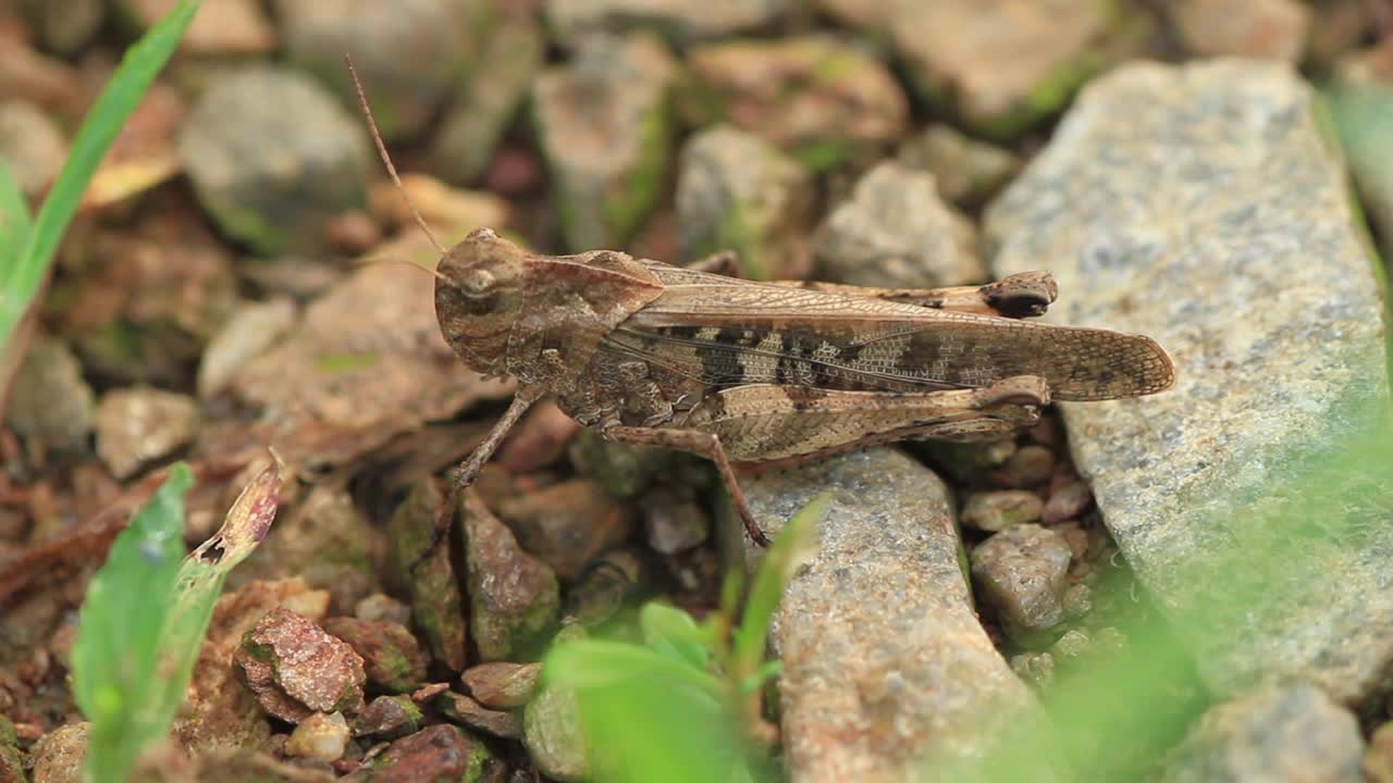 Oedaleus infernalis（蚱蜢）视频素材