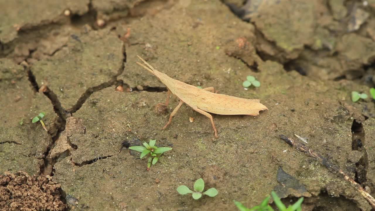 阿特拉托莫法拉塔 （草漏）视频素材