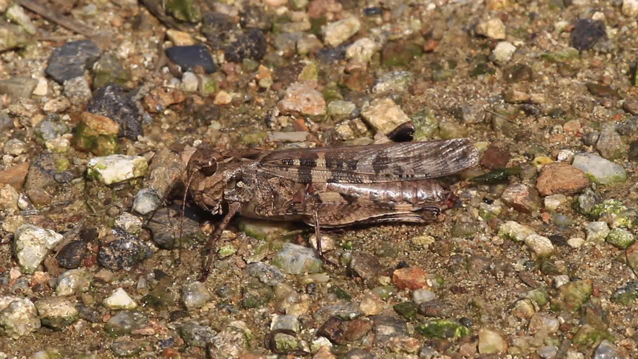 Oedaleus infernalis（蚱蜢）视频素材