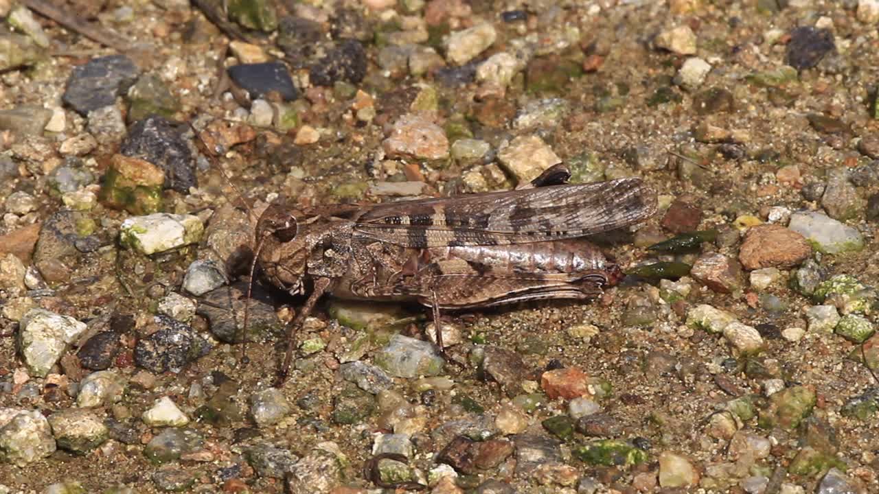 Oedaleus infernalis（蚱蜢）视频素材