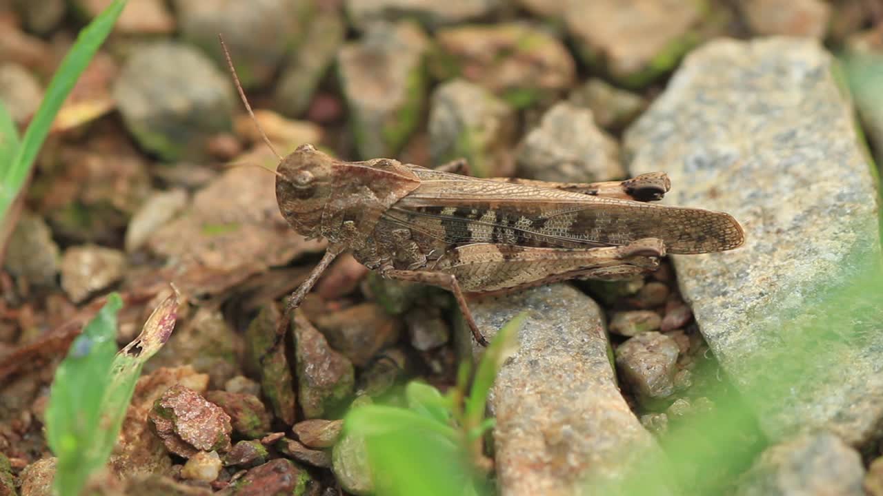 飞蝗(飞蝗)视频素材