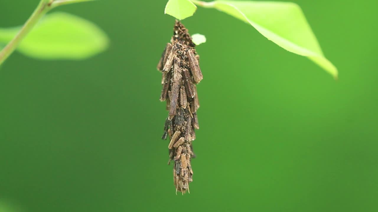 结草虫视频素材