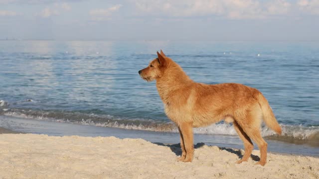 美丽的红毛澳洲野狗沿着海滩散步。海的蓝和晴天做视频素材