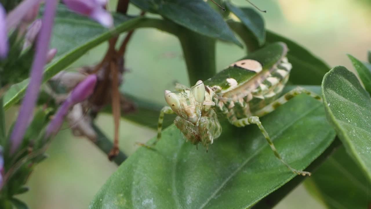 花螳螂视频素材