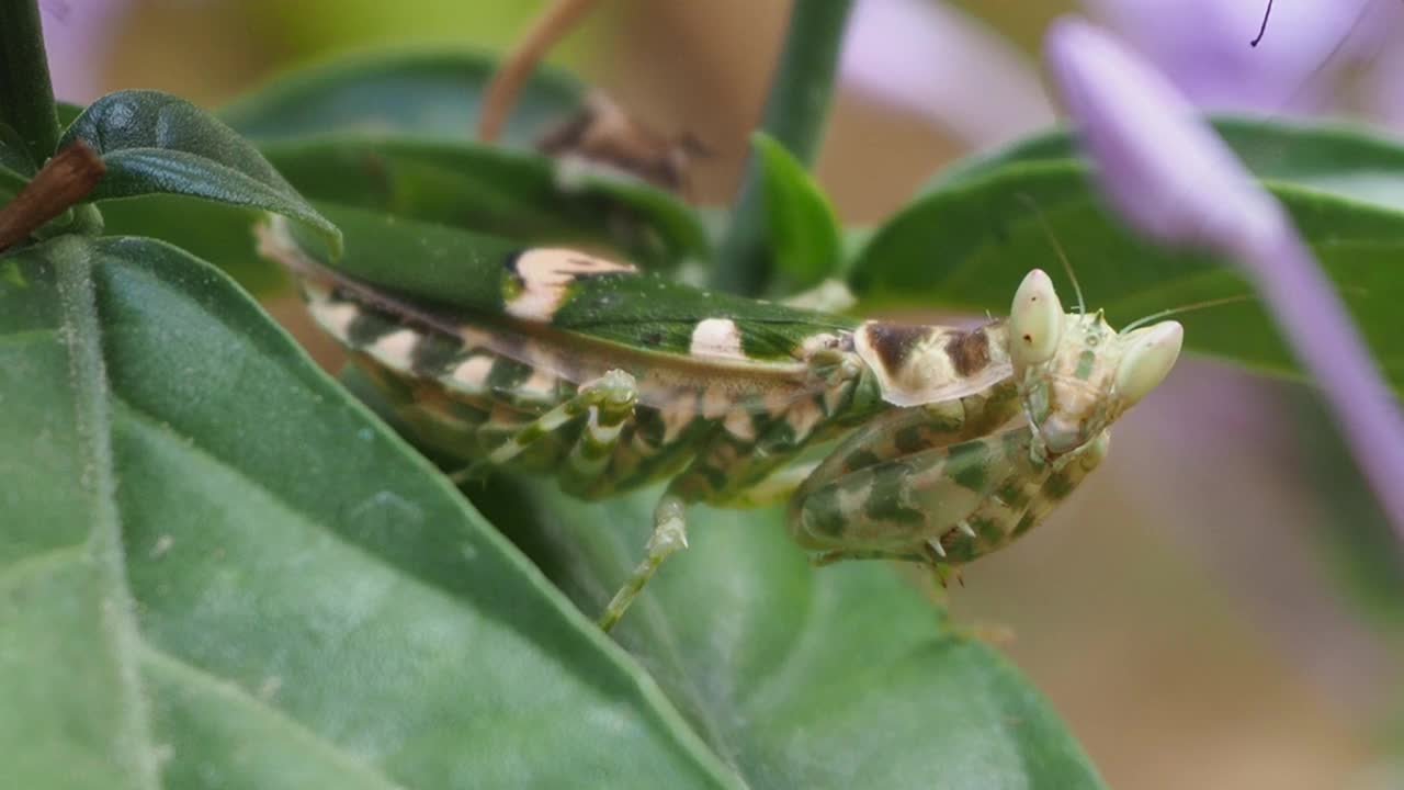 花螳螂视频素材