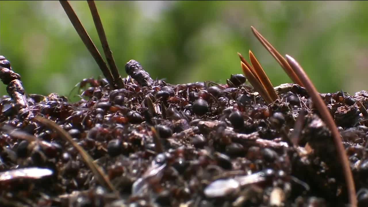 蚂蚁(蚁科)是膜翅目蚂蚁大科中的一科昆虫。蚂蚁一户一户地生活在称为蚁丘的巢穴中，蚁丘排列在土壤、木头和石头下面视频素材