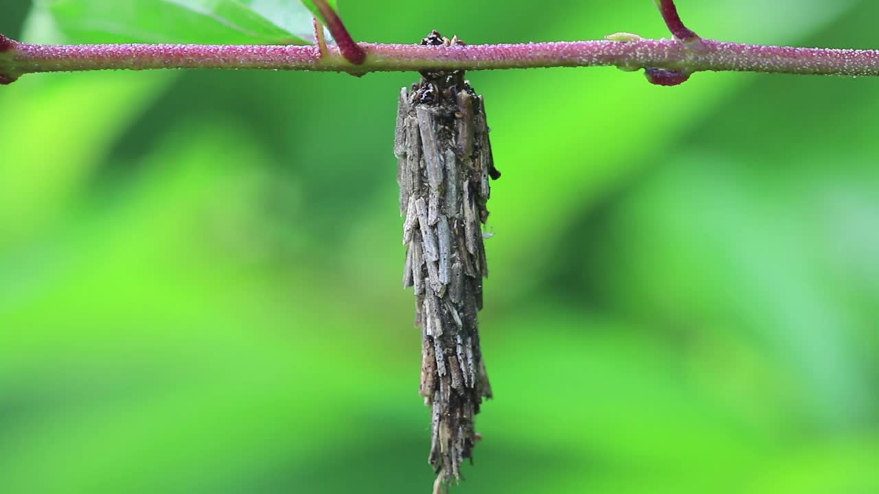 结草虫视频素材