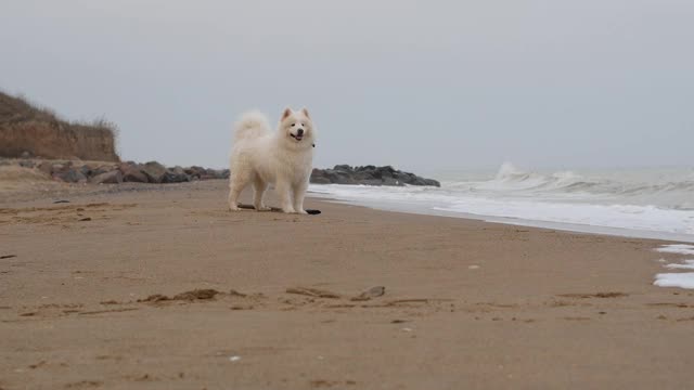 美丽的白狗站在海边金色的沙滩上，看着大海视频素材