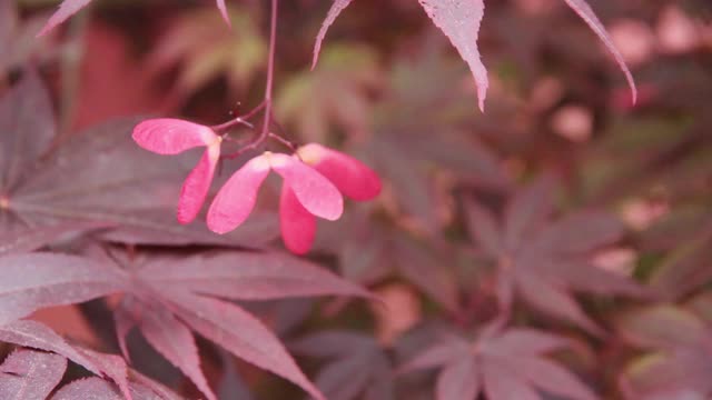 粉红色花卉植物性质视频素材