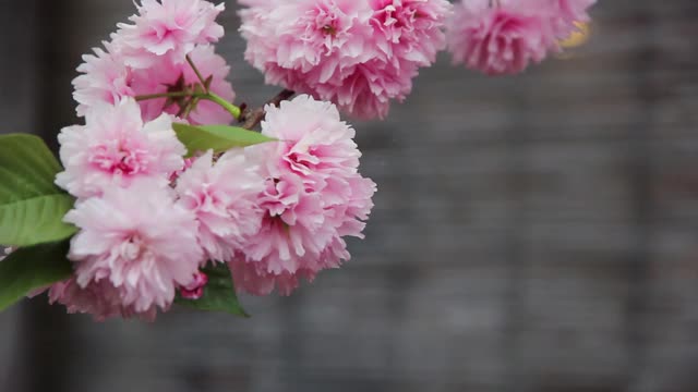 粉红色花卉植物性质视频素材