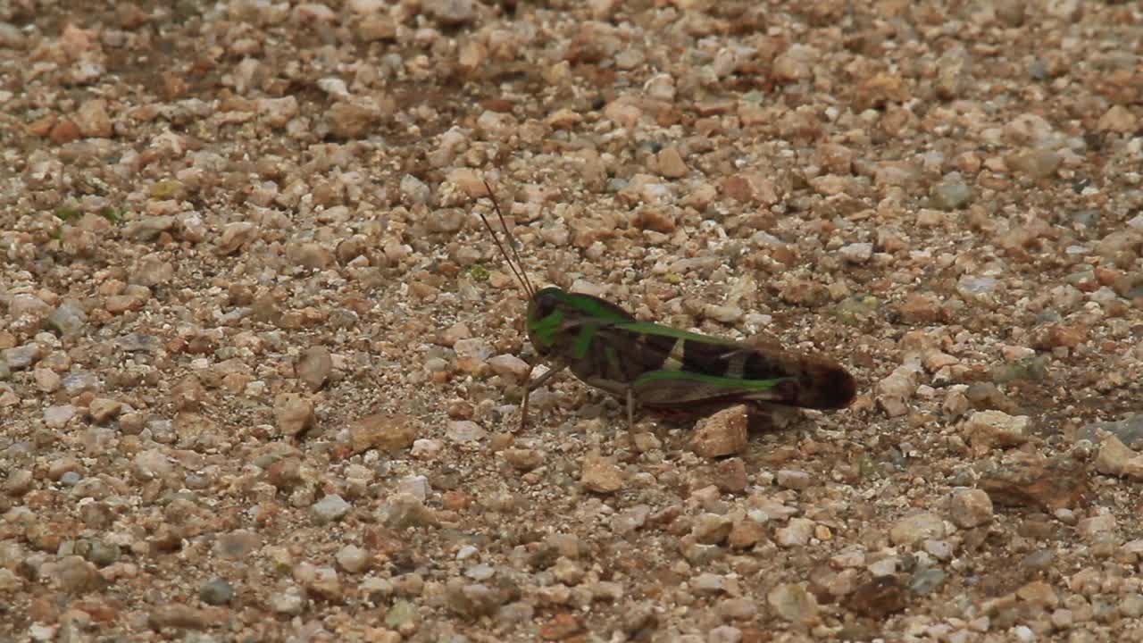 胃马古斯(蚱蜢)视频素材