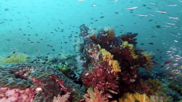 野生动物观察惊人的珊瑚礁海景视频素材