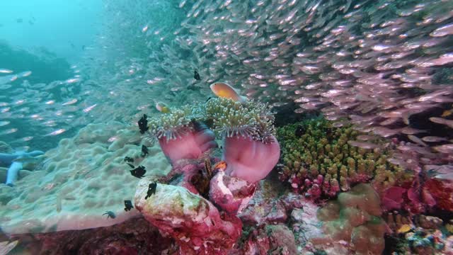 泰国珊瑚礁的生物多样性令人惊叹视频素材